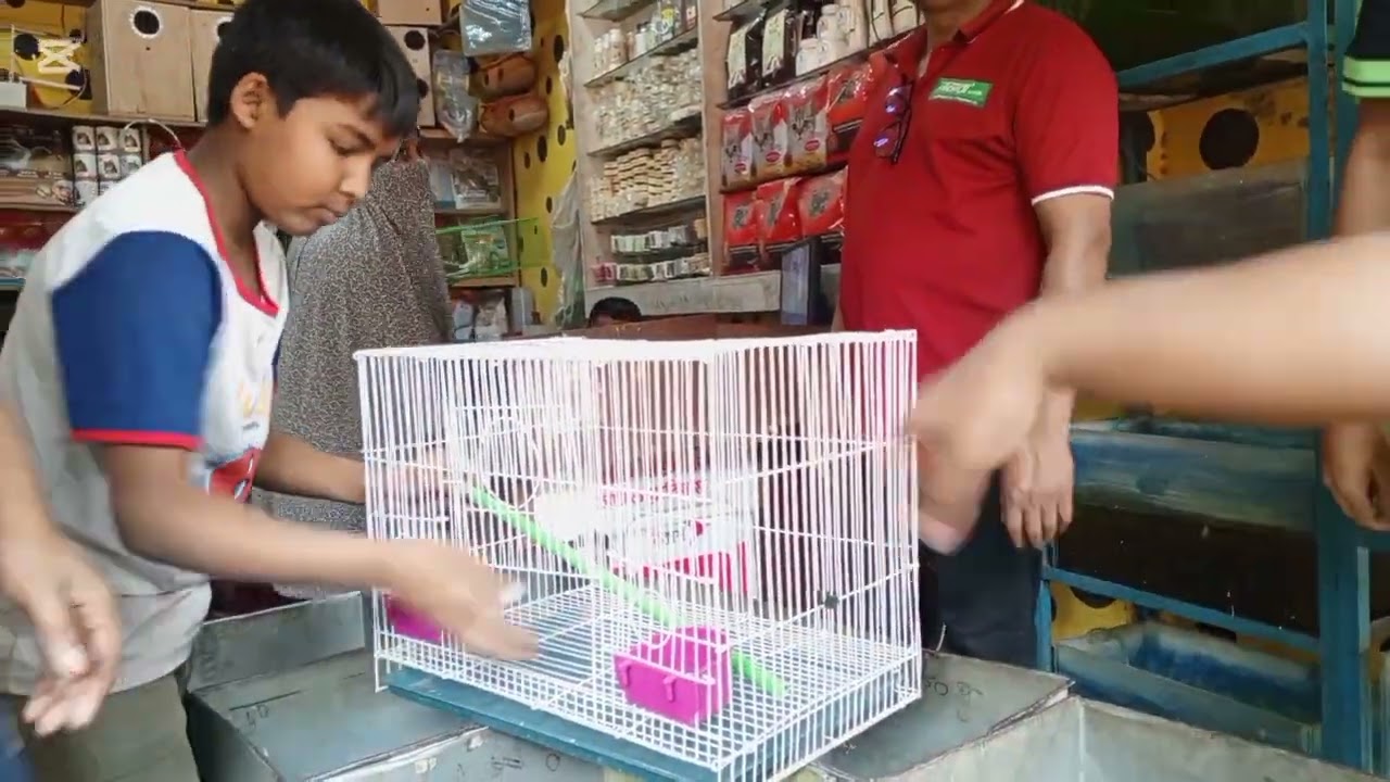 মিরপুর ১৩ পাখির হাট।  রংবেরঙের নানা পাখি।