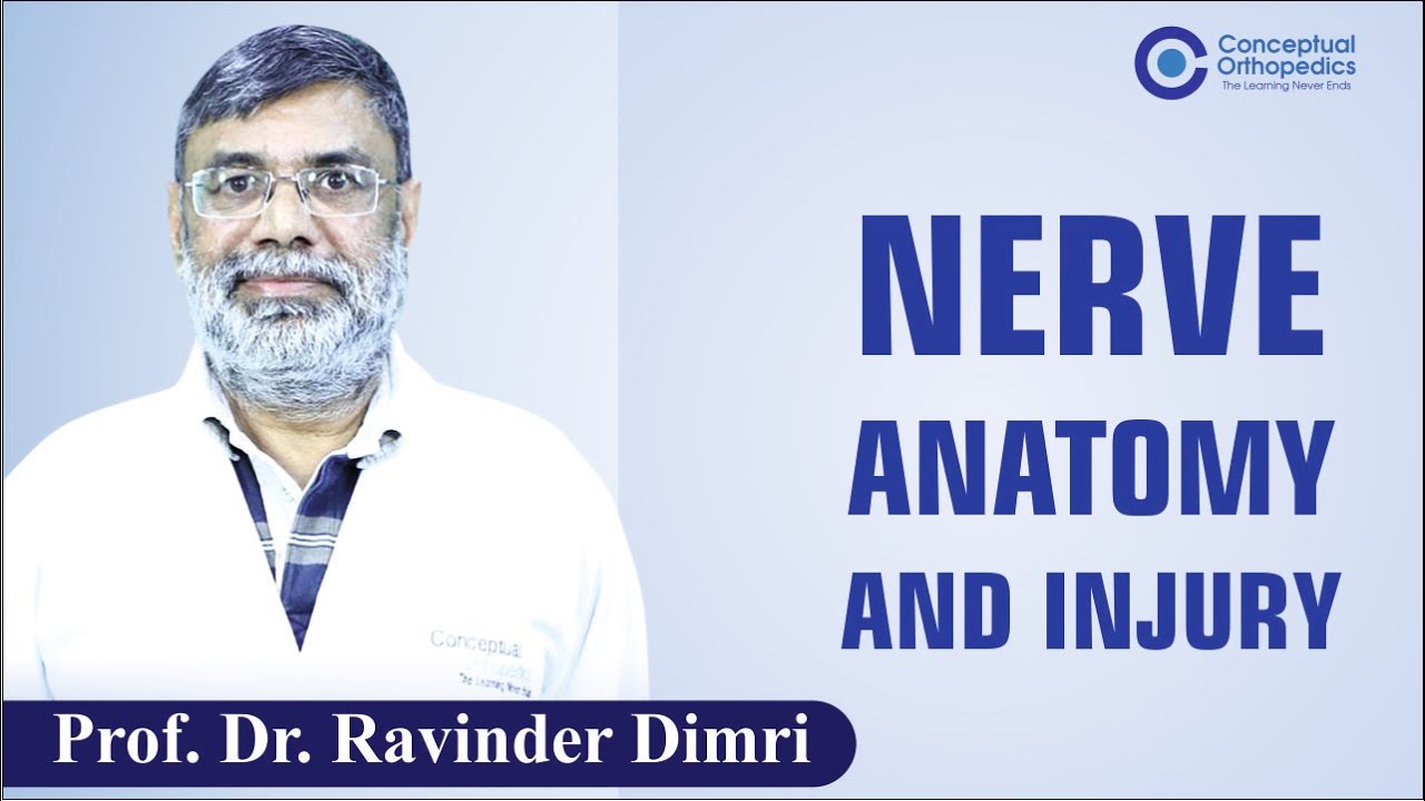 Nerve Anatomy and Injury by Prof. Dr. Ravinder Dimri | Conceptual Orthopedics