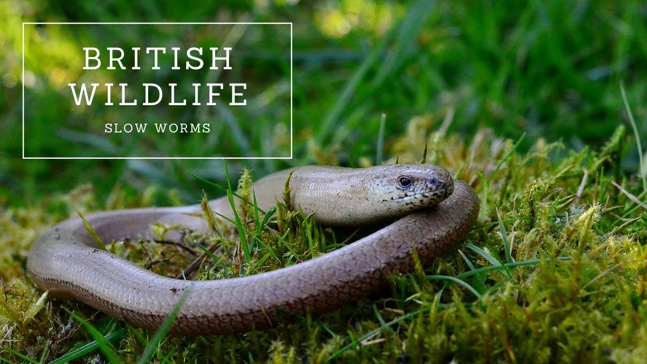 Slow Worms | The Complete Guide
