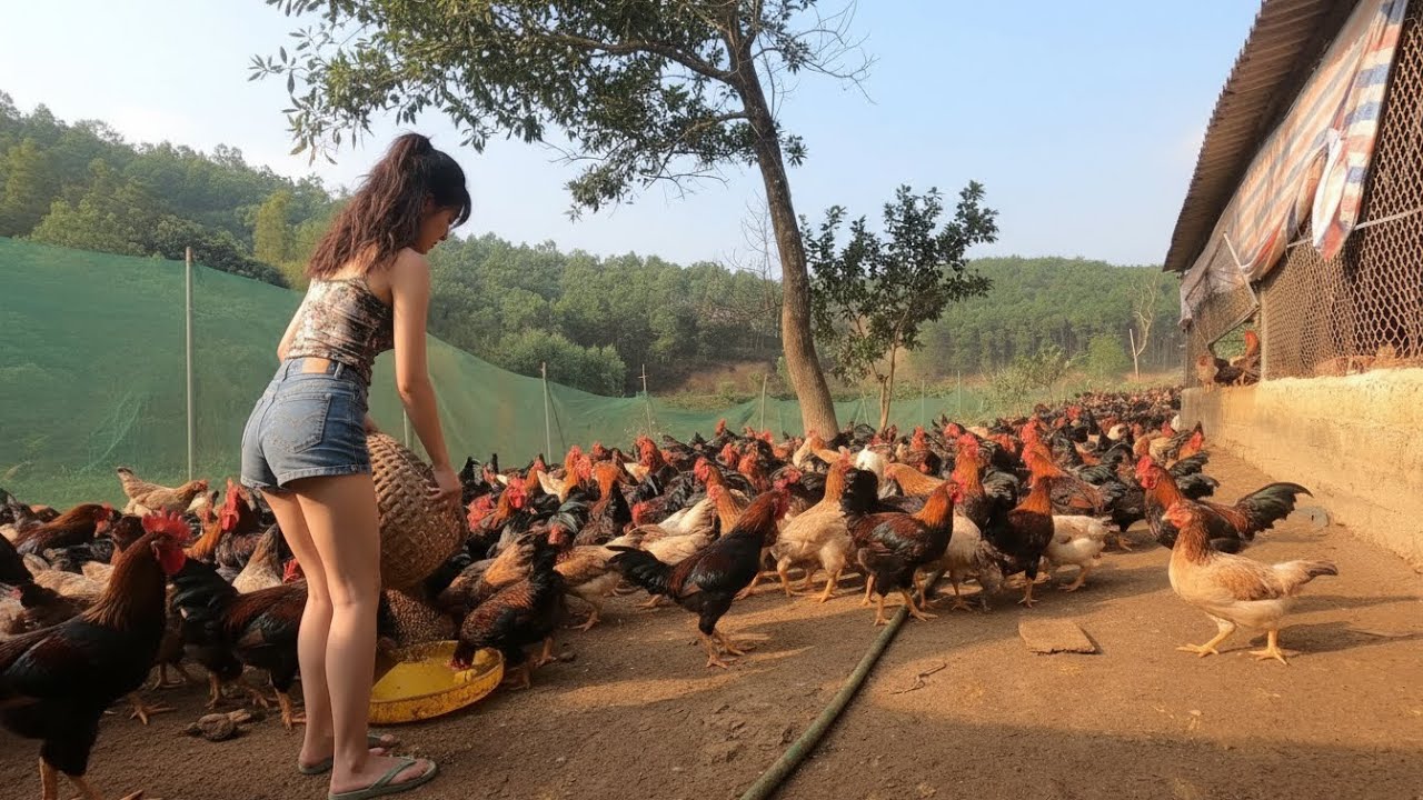 2,000 Free-Range Chickens and 1,000 Ducks in Vietnam