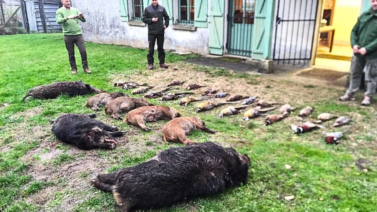Journée de chasse au sanglier  action garantie