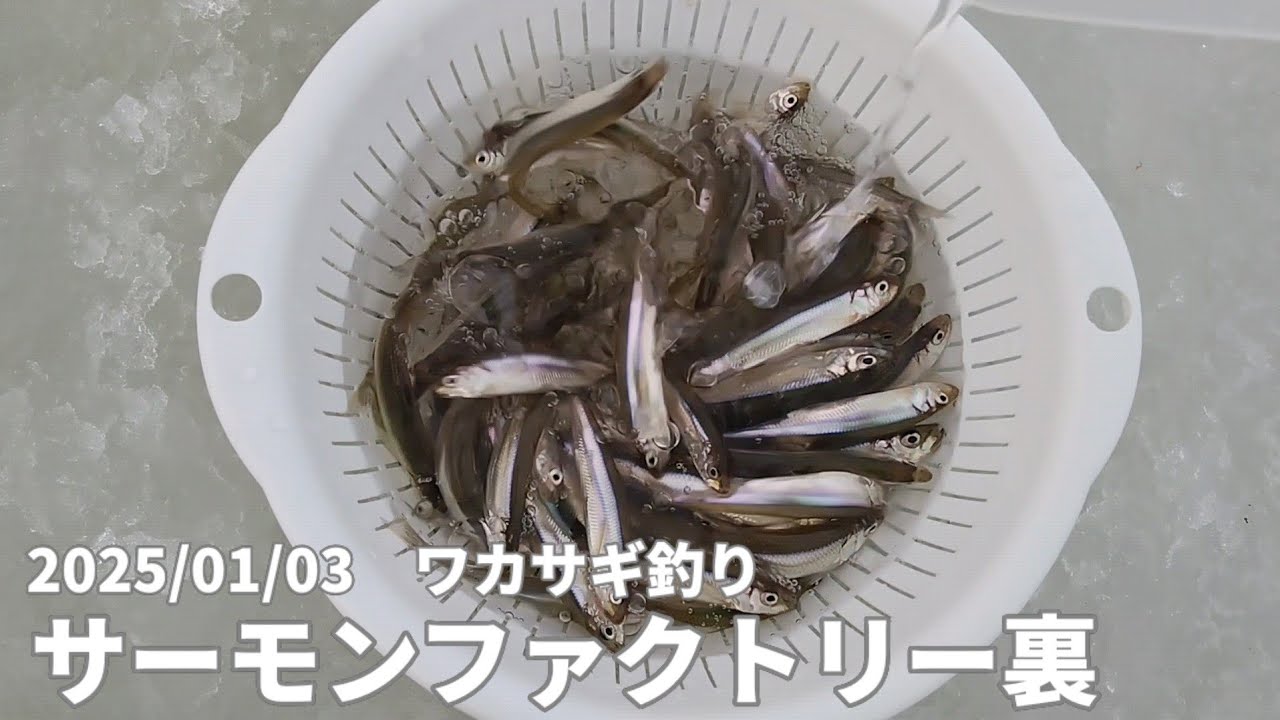2025/01/03　ワカサギ釣り　佐藤水産サーモンファクトリー裏 189