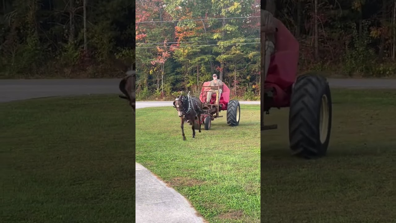 Mule in training 6 year old tuff as they get