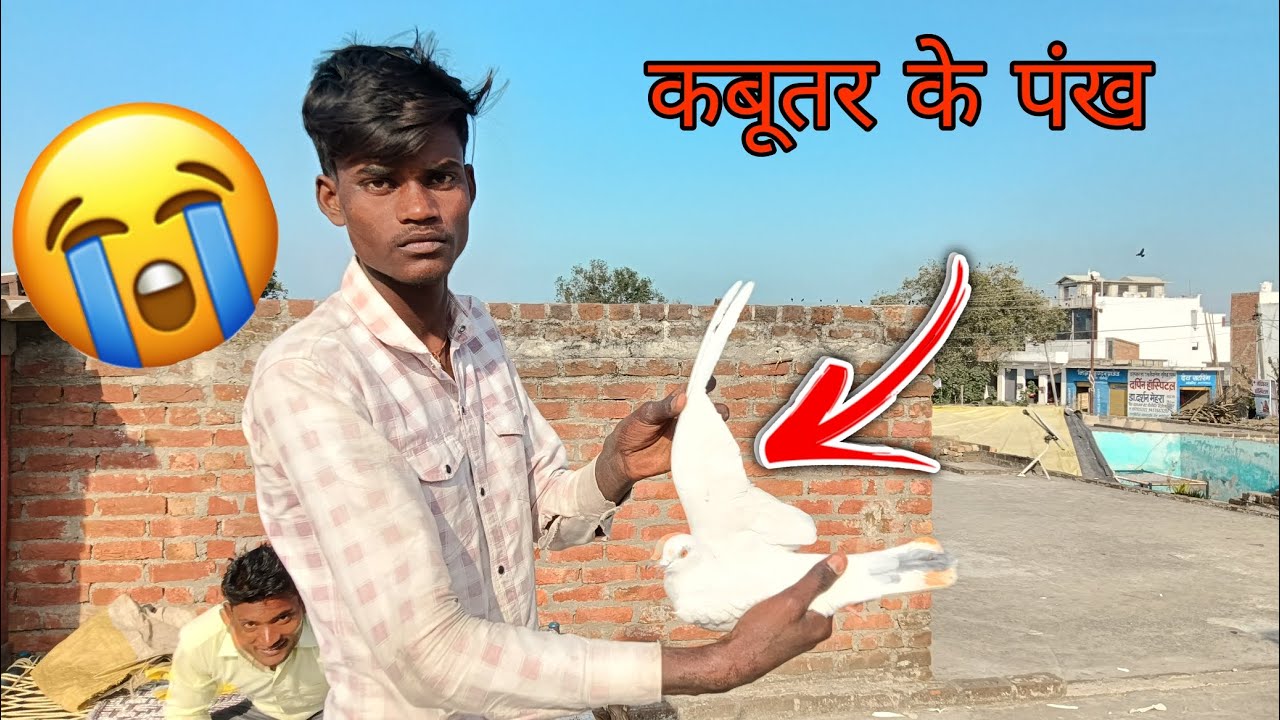 कबूतर के पंख काट दिए 🕊️👍😭 |kabutar ke Pankh Kat diye 