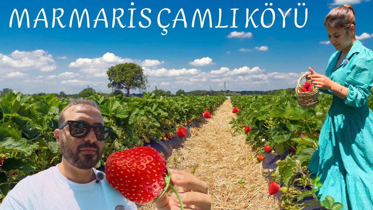 Marmaris’te Böyle Bir Yer Olduğunu Bilmiyorduk!🌿 Kendimizi Tarlada Bulduk! 🍓