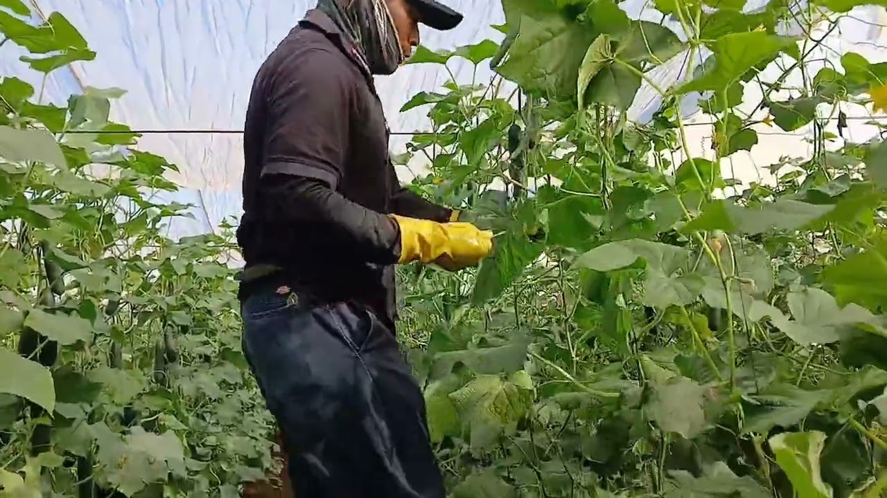 EN ESTE TRABAJO DE LOS ZANCOS GANAS  MAS 1700 PESOS DIARIOS 