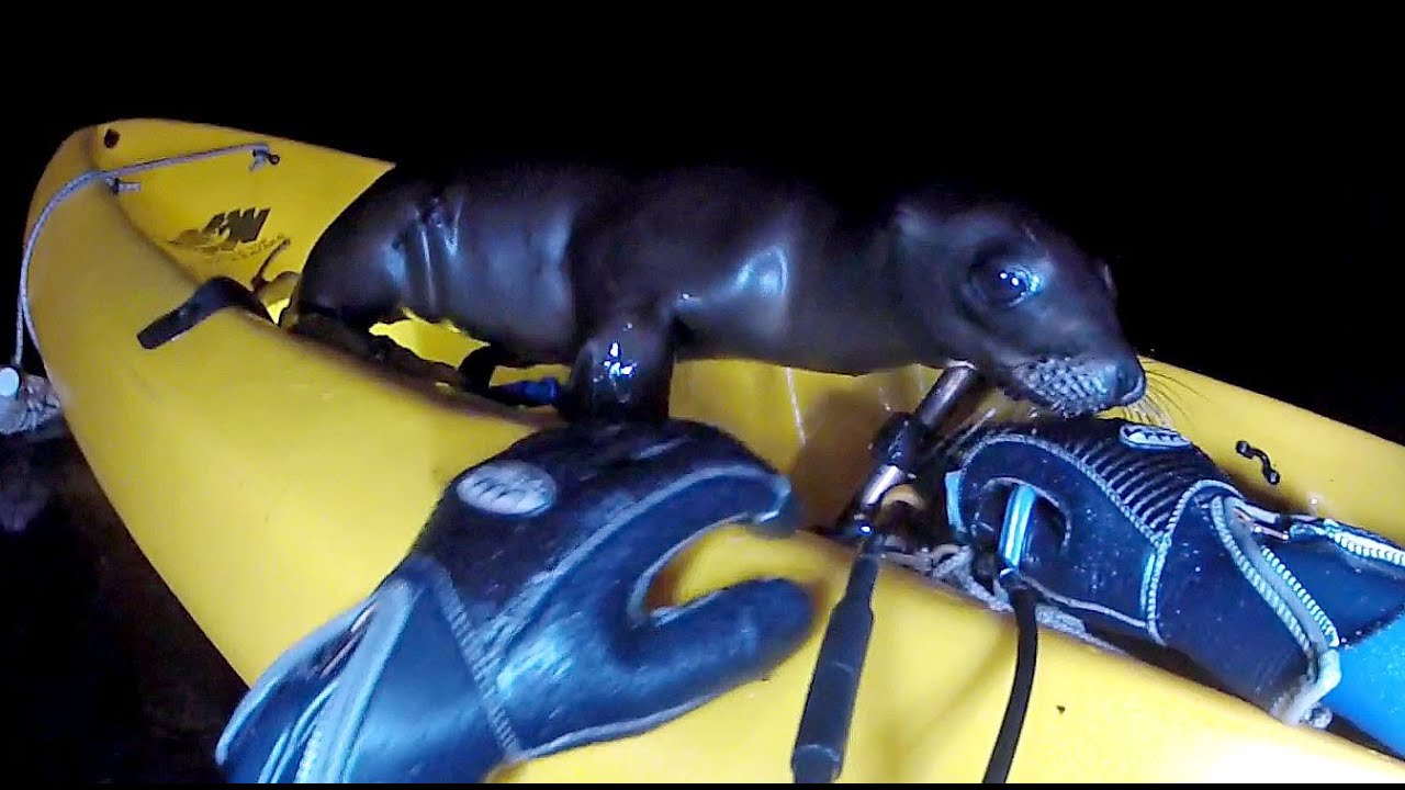 Sea Lion Pup Takes Kayak Ride