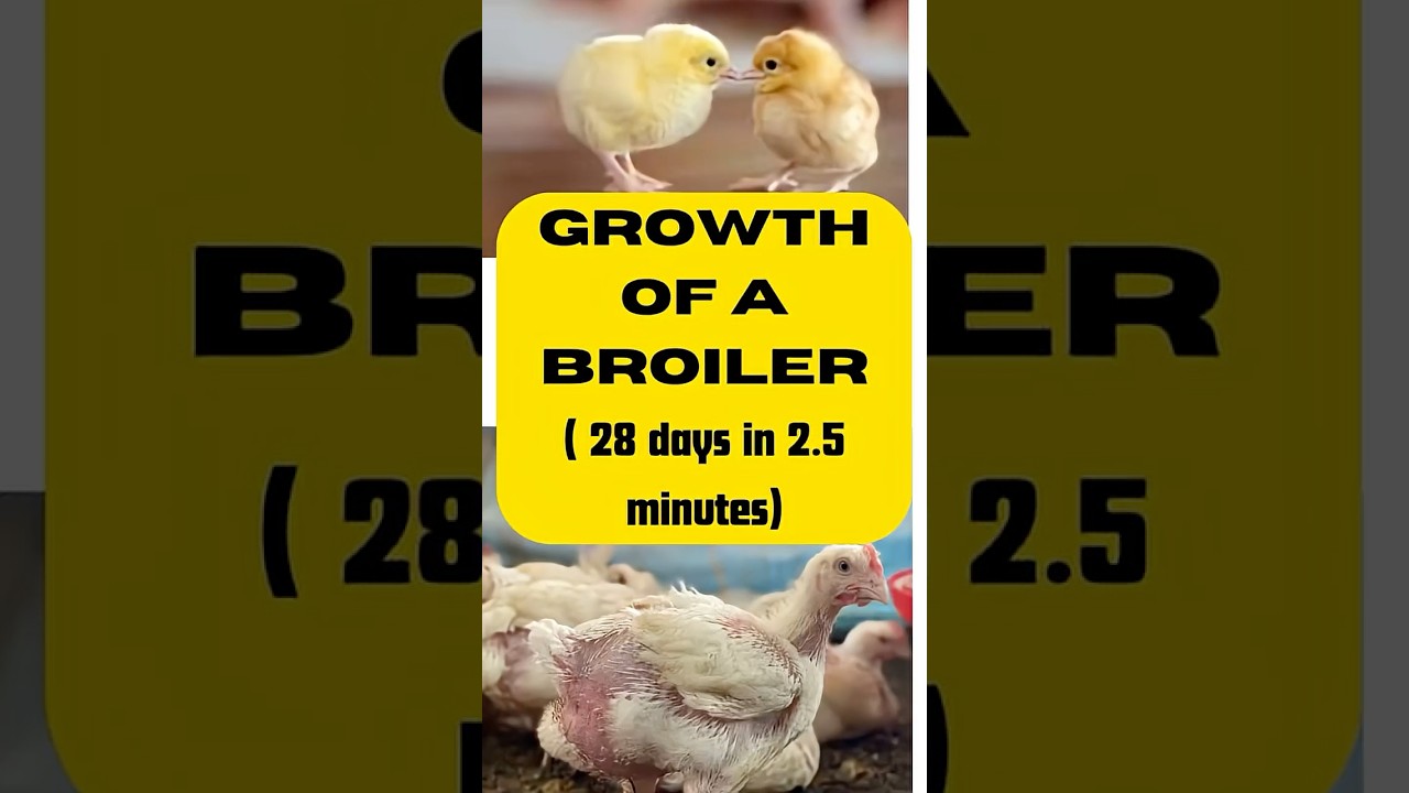 Growth of a broiler chicken, 28 days illustrated in 2.5 minutes.