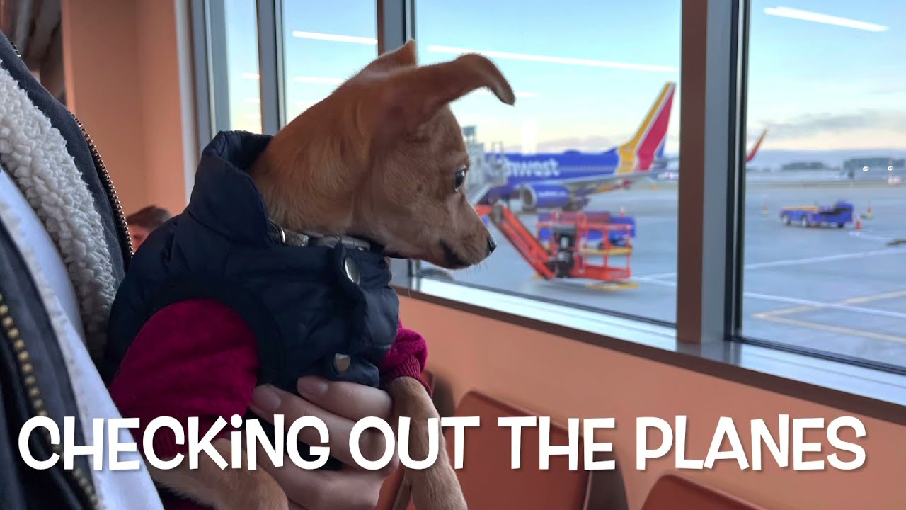 Puppy’s First Flight - day trip to Reno on Southwest
