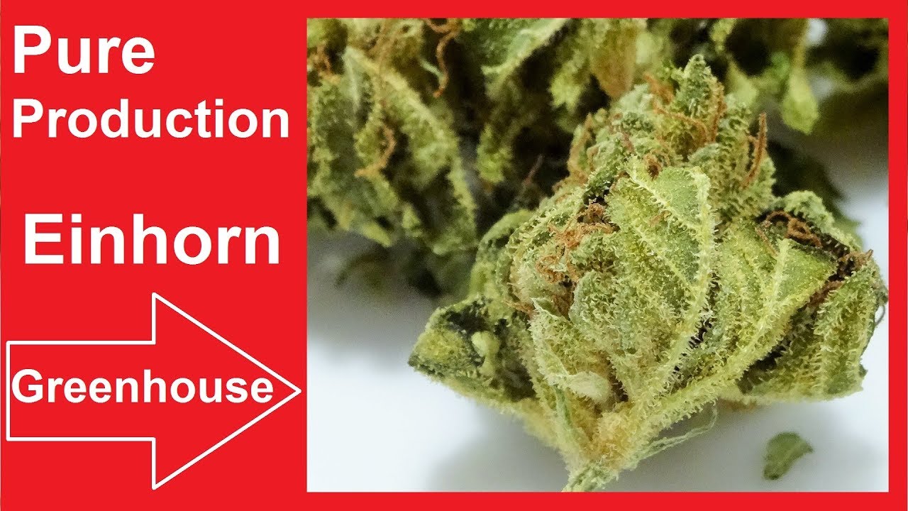 Einhorn von Pure Production Greenhouse CBD Hanf Test #CBDTest