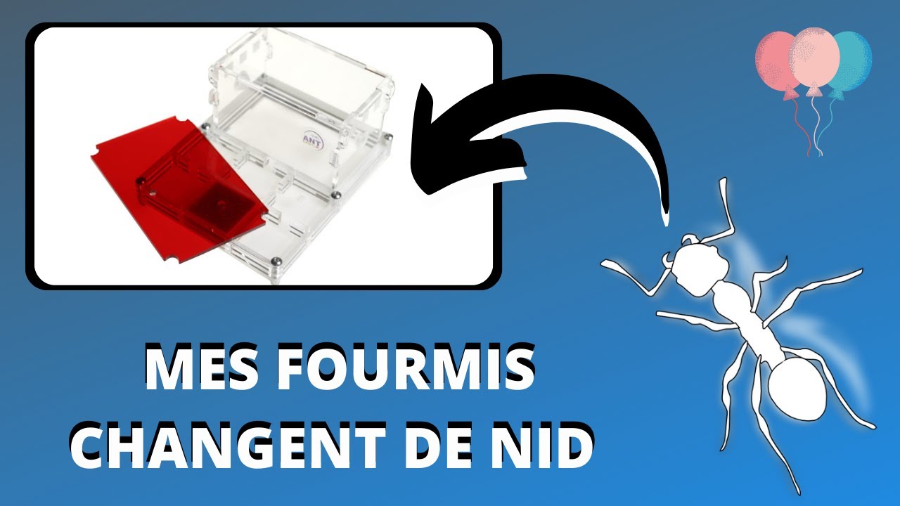 Mes fourmis changent de fourmilière , comment faire ? TUTO DÉBUTANT