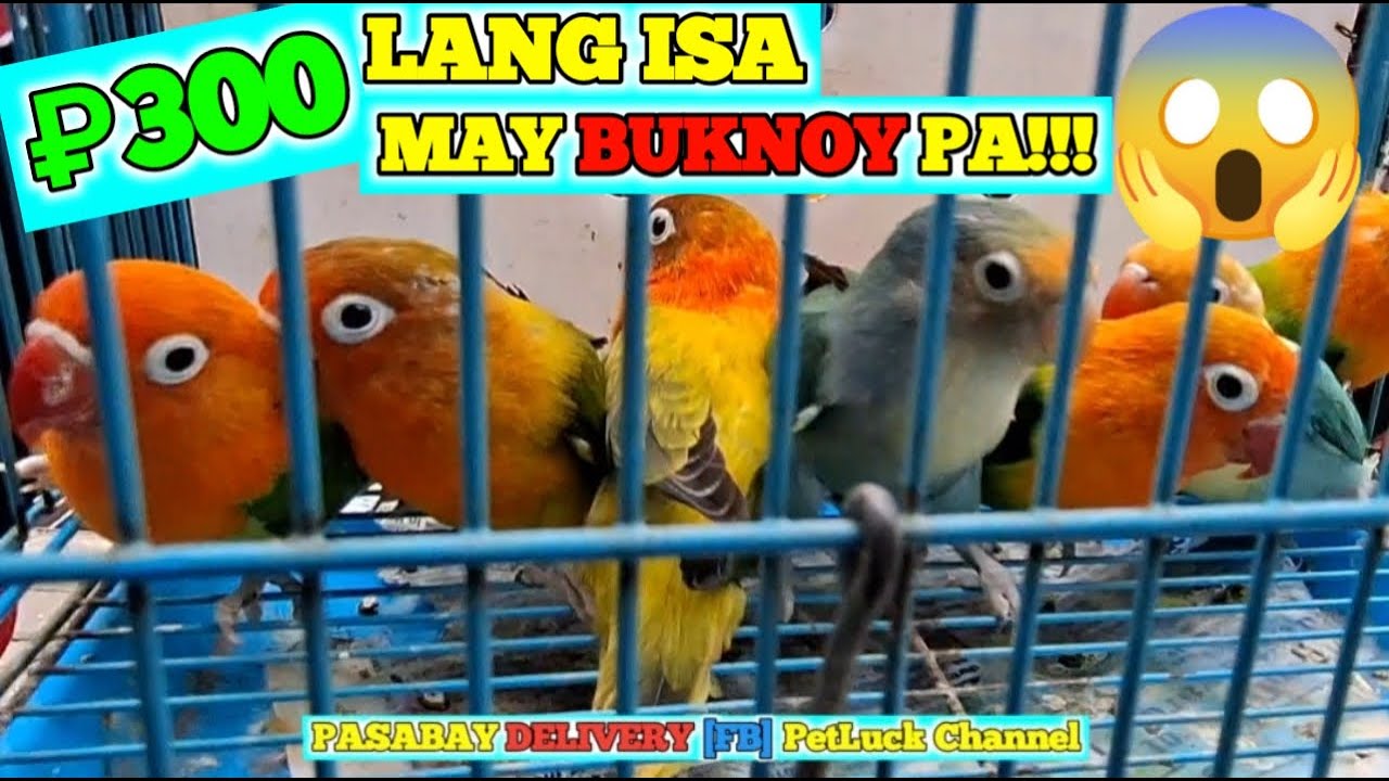 LOVEBIRDS SUPER SALE SA HULONG DUHAT MALABON