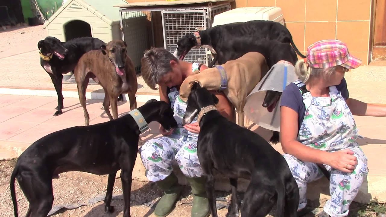 Volunteering with the galgos! Lenny and Ingeborg!
