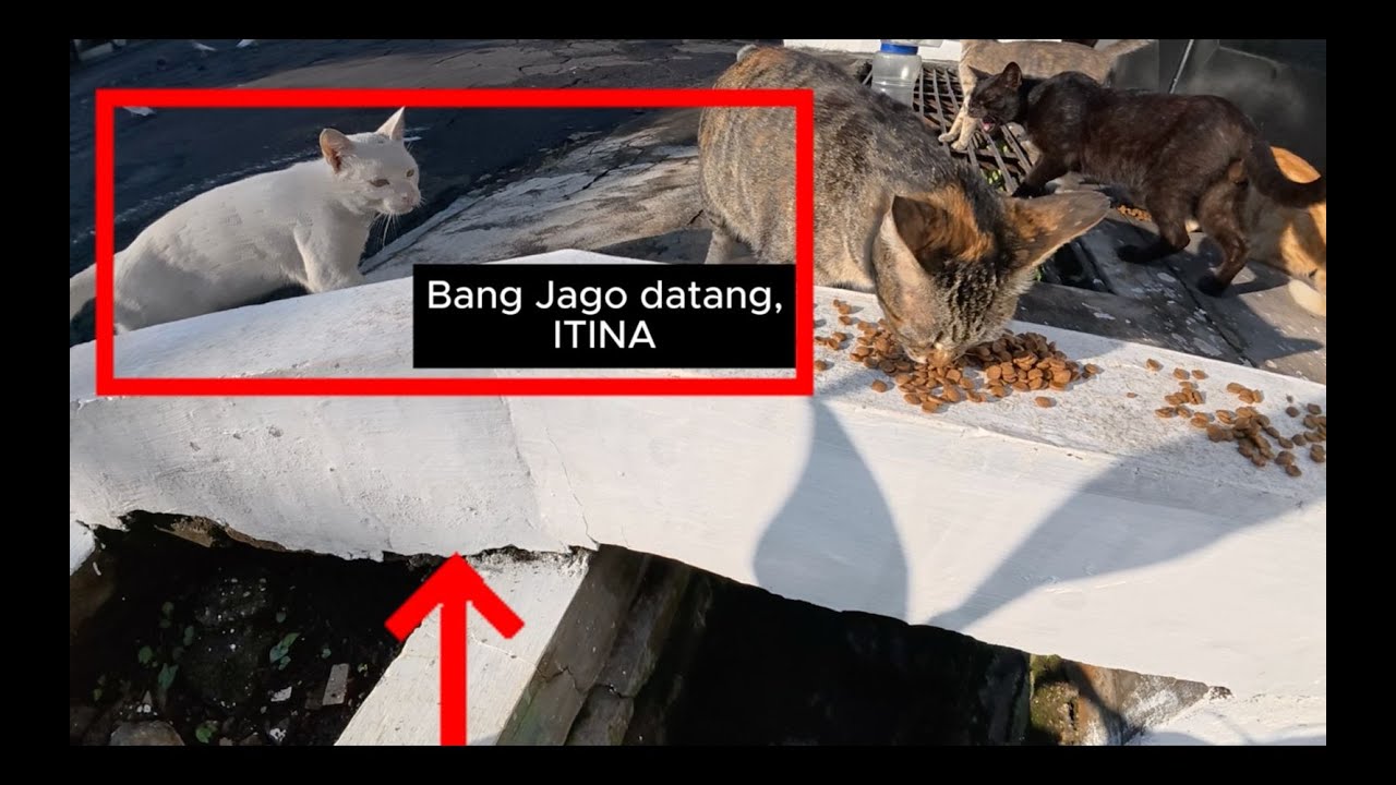 Sarapan adek-member kucing di depan rumah
