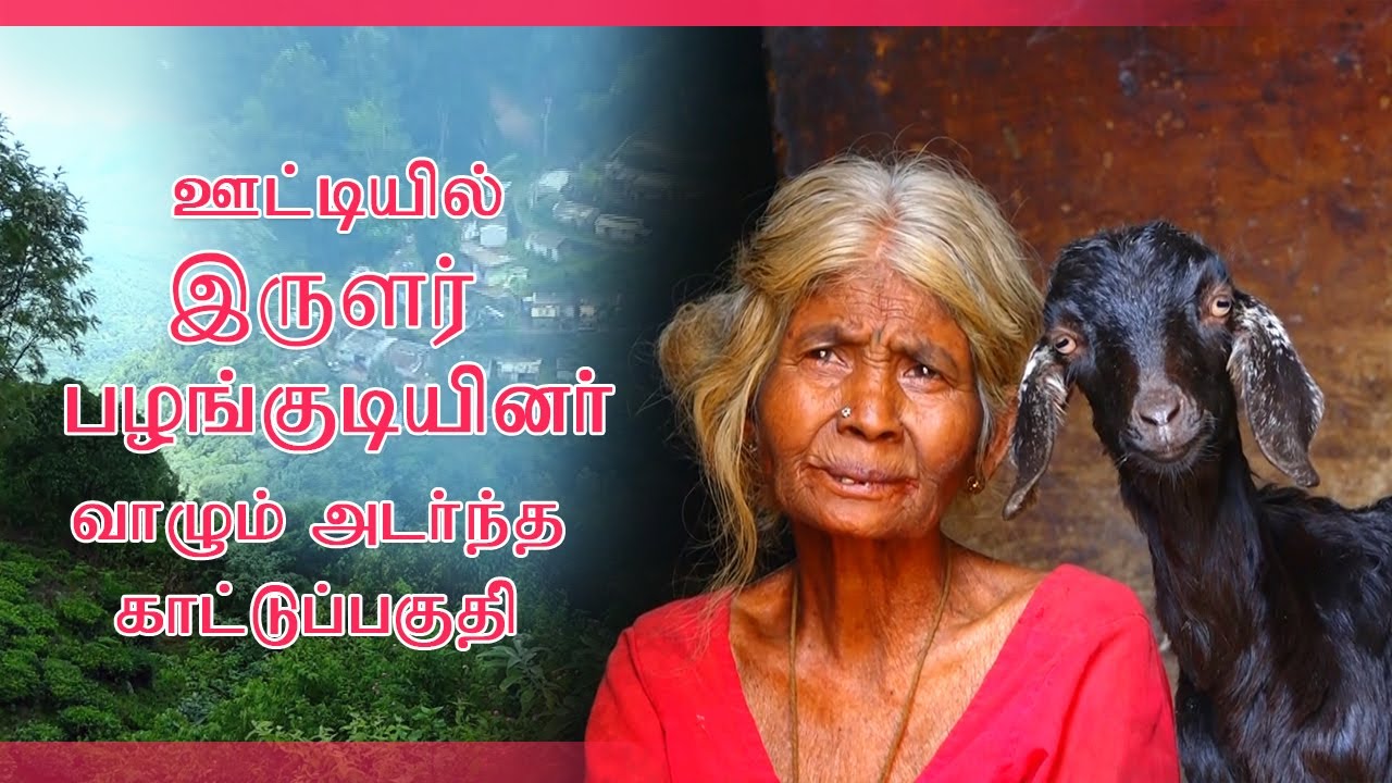 இருளர் பழங்குடி மக்கள் வாழும் அடர்ந்த காட்டுப்பகுதி | ஊட்டி.. |  Nilgiris