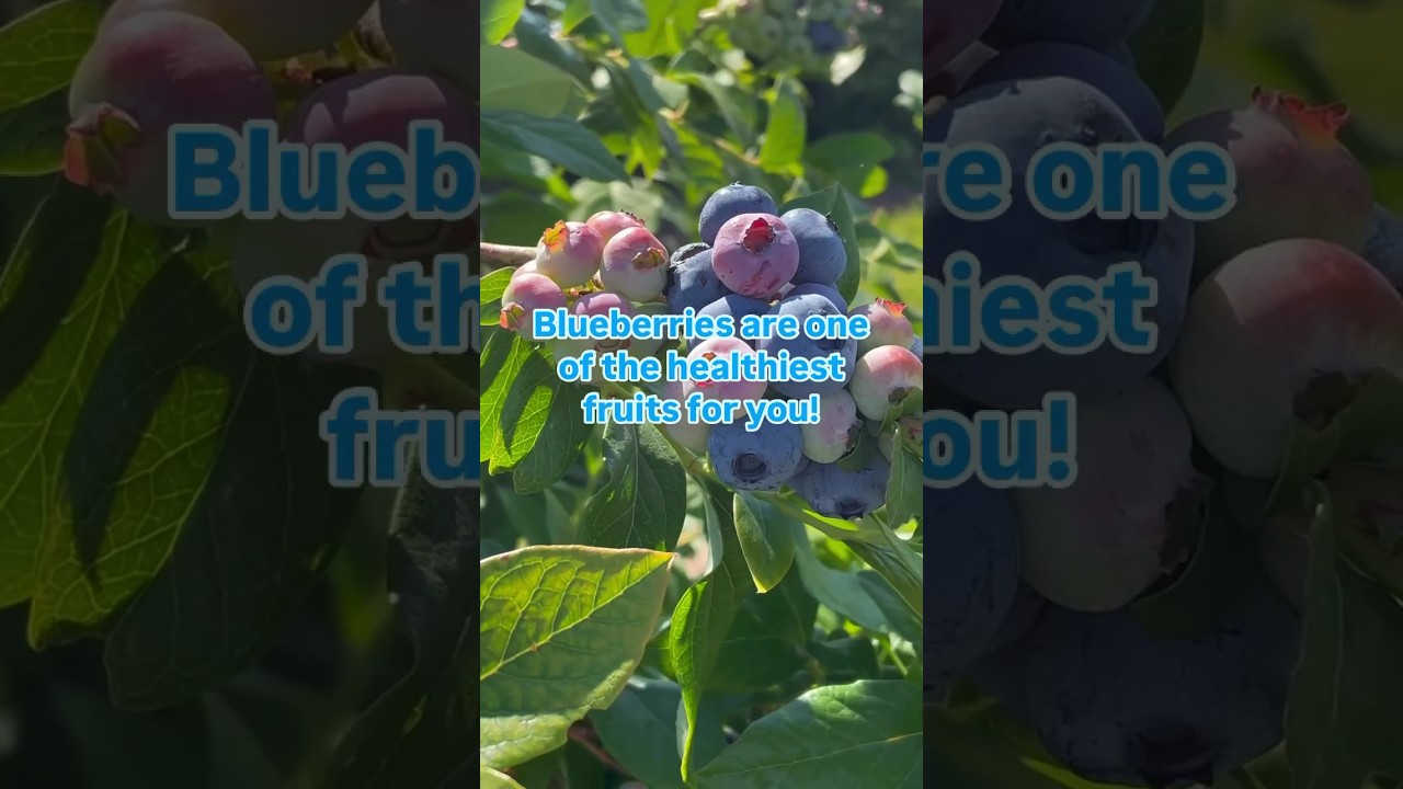 💙Blueberries are rich in health benefits.