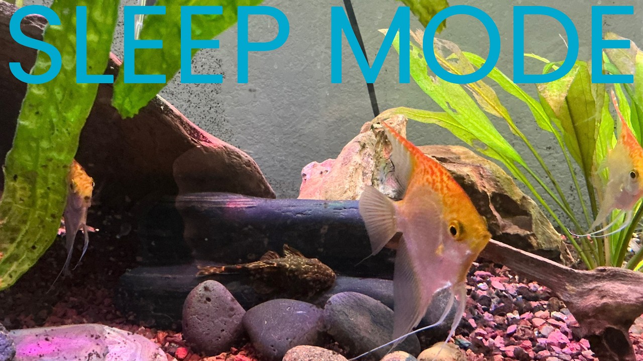 Warm Relaxing Aquarium - Calm Fish Tank Ambiance (30 Minutes, No Music)