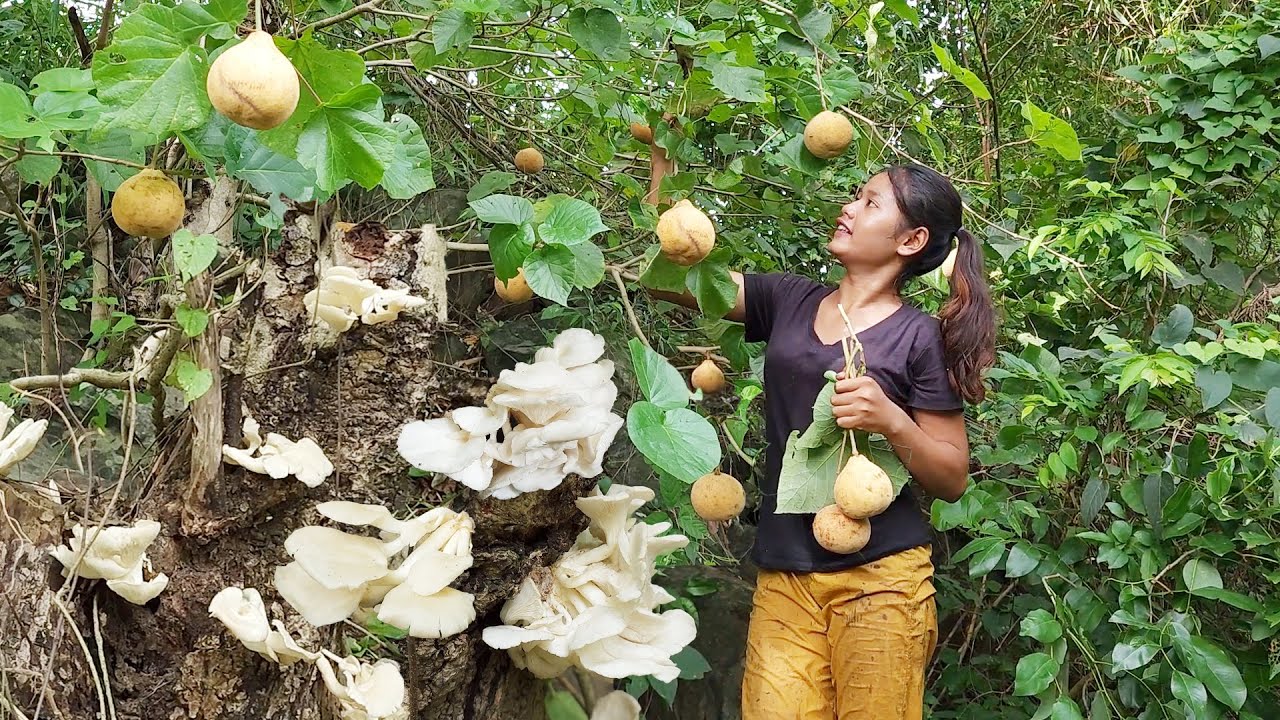 Found Santol fruit with Mushroom for food in Jungle - Cooking mushroom delicious with salt chili