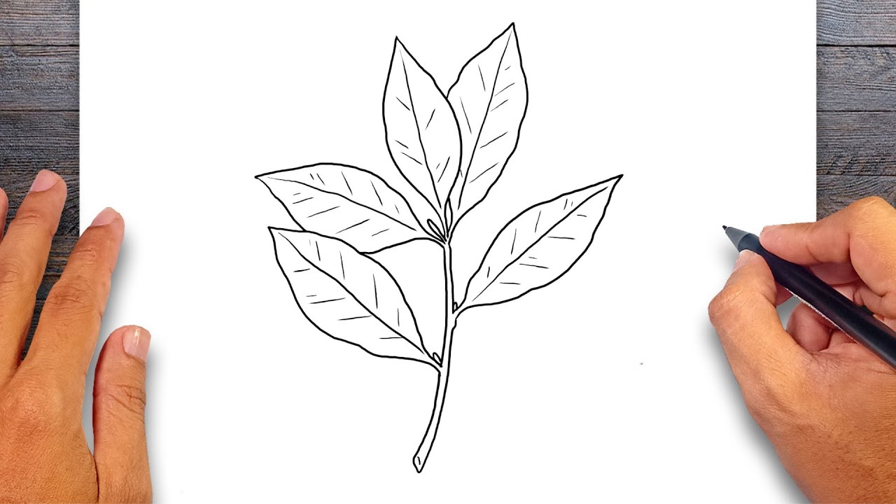 How to draw Bay Leaf