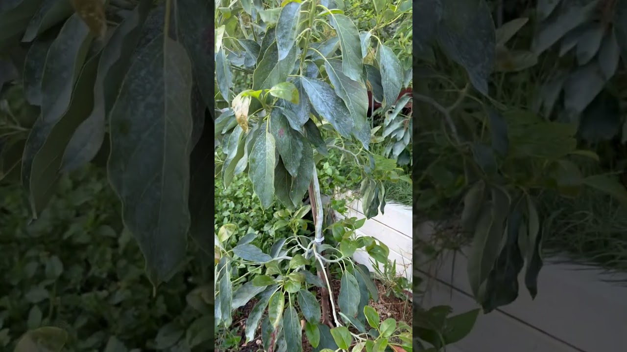 Carmen Hass Avocado: The Variety That Blooms Twice a Year #garden#gardening#gardeningtips#avocado