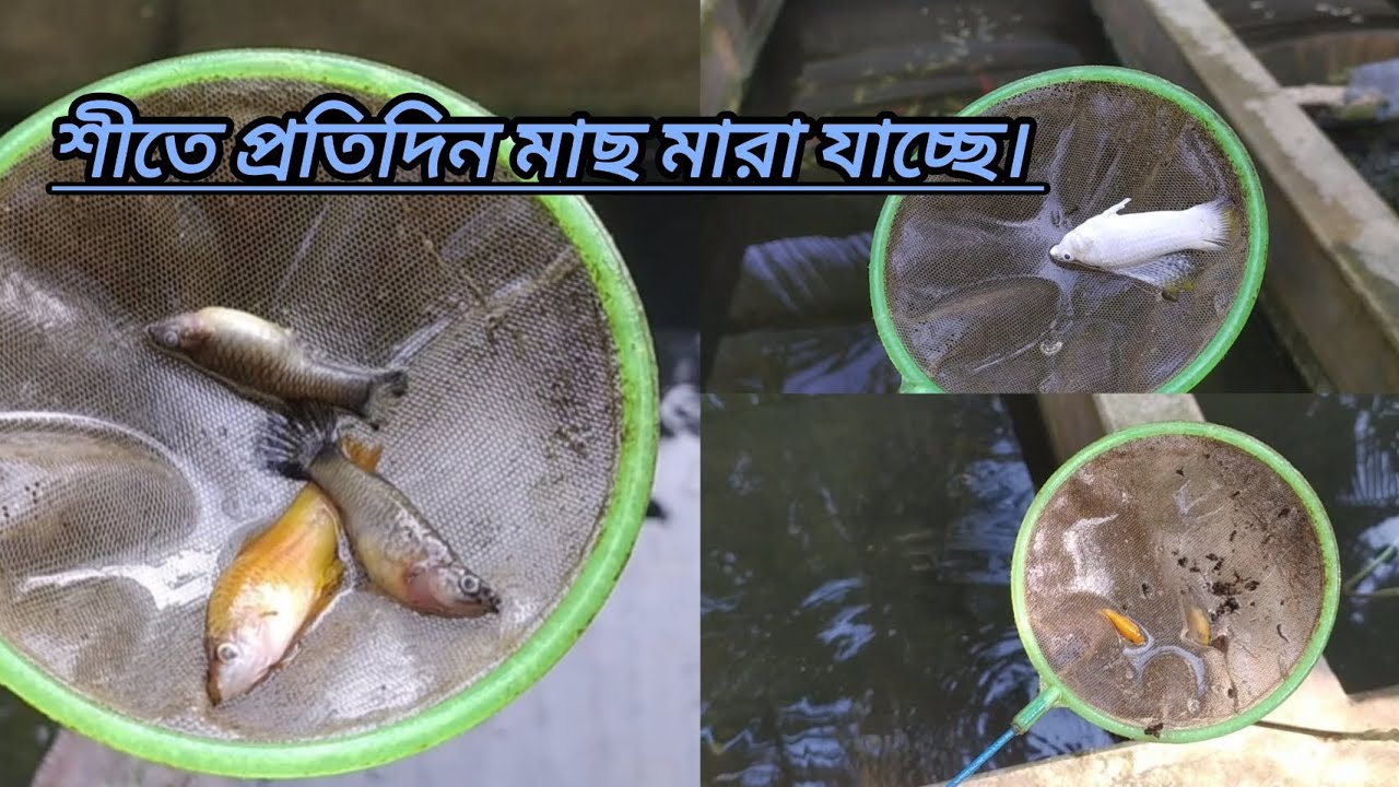 প্রচন্ড শীতে প্রতিদিন মাছ মারা যাচ্ছে। 