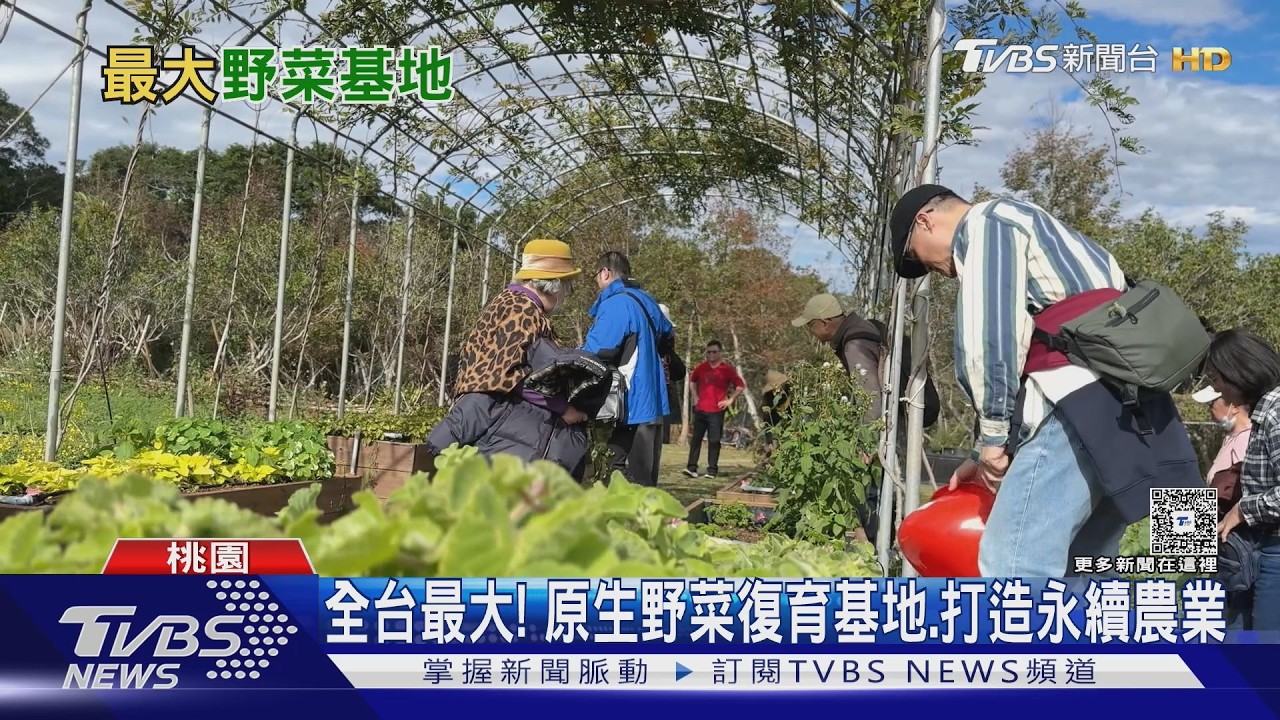 桃園藏全台最大野菜基地! 復育3000棵馬告樹 「18種原生菜」一次嚐｜十點不一樣20260217 @TVBSNEWS01