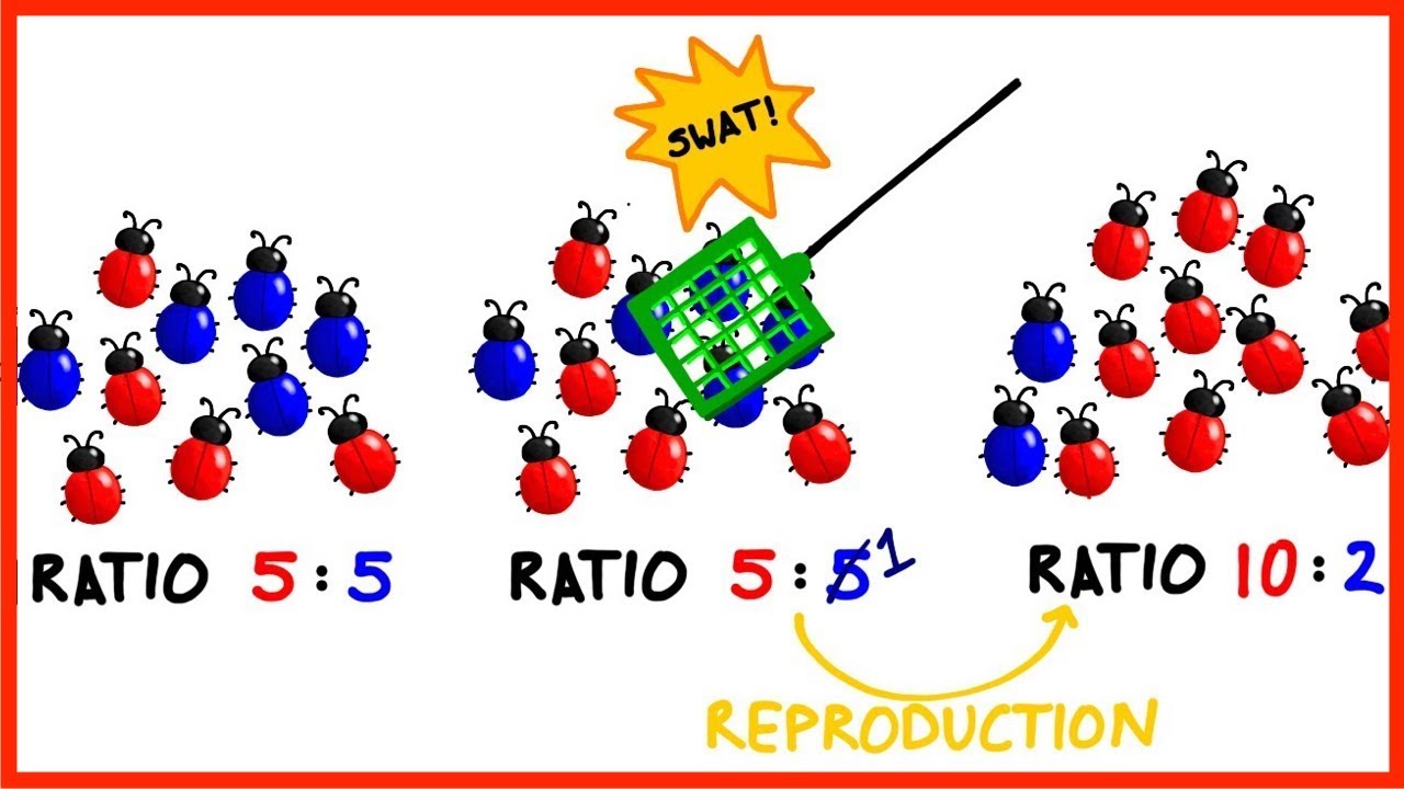 Gene Flow & Genetic Drift in Evolution