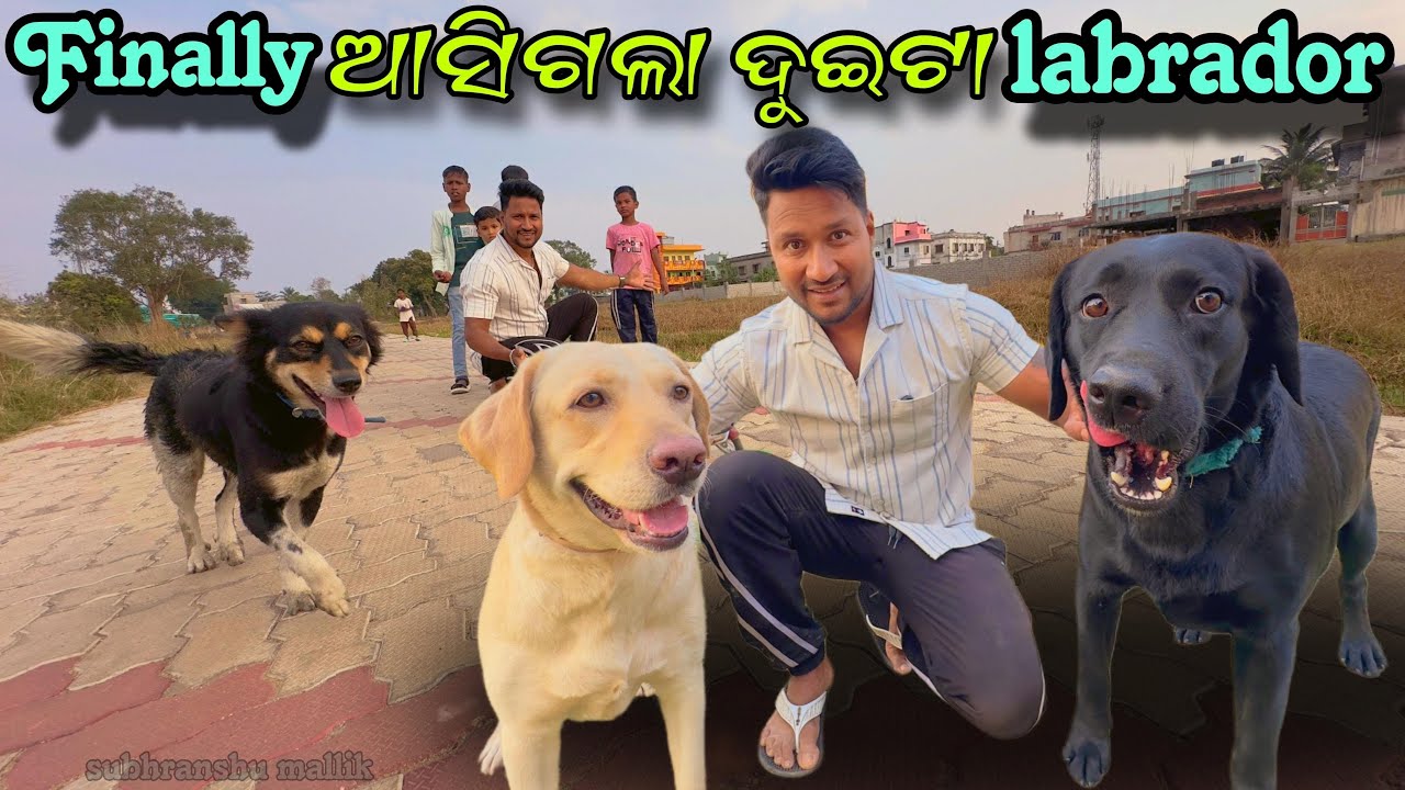 Finally ଆସିଗଲା ଦୁଇ ଦୁଇ ଟା Labrador MINI ZOO କୁ || LABRADOR DOG ODISHA ||