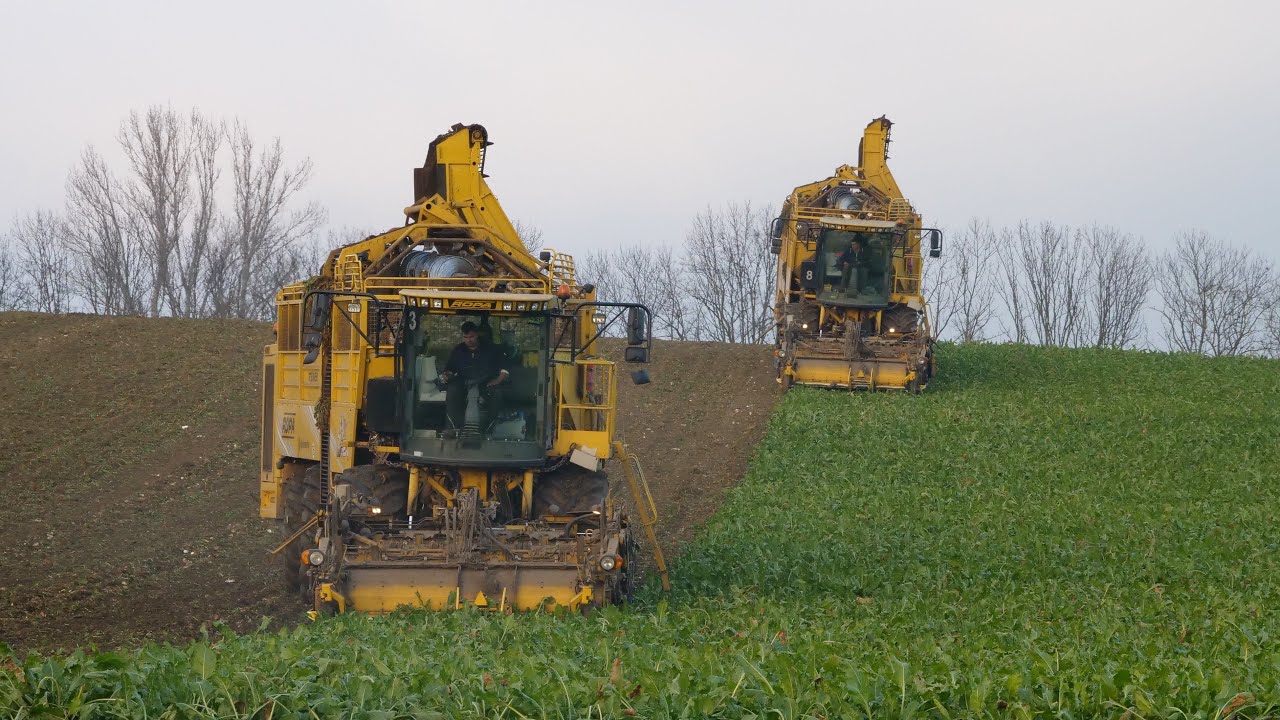 3 Raubkatzen auf einem Feld: 3x Ropa Tiger V8-4 | Riesige Action am Feld