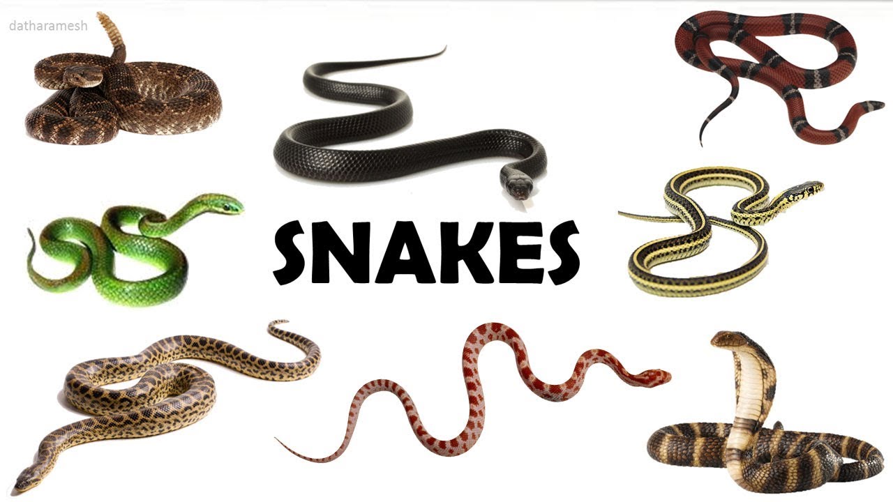 A-Z SNAKE NAMES