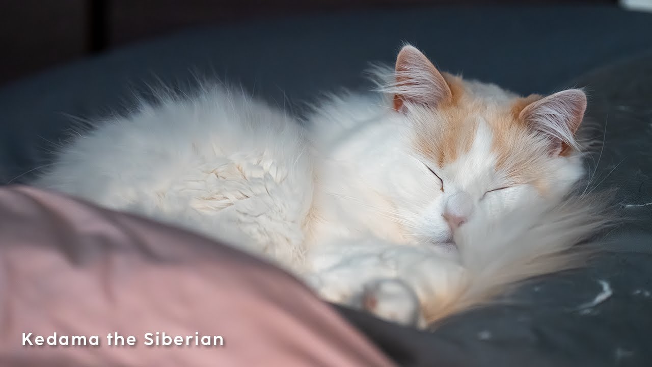 [SiberianCat] #4 This Week's Kedama the Siberian