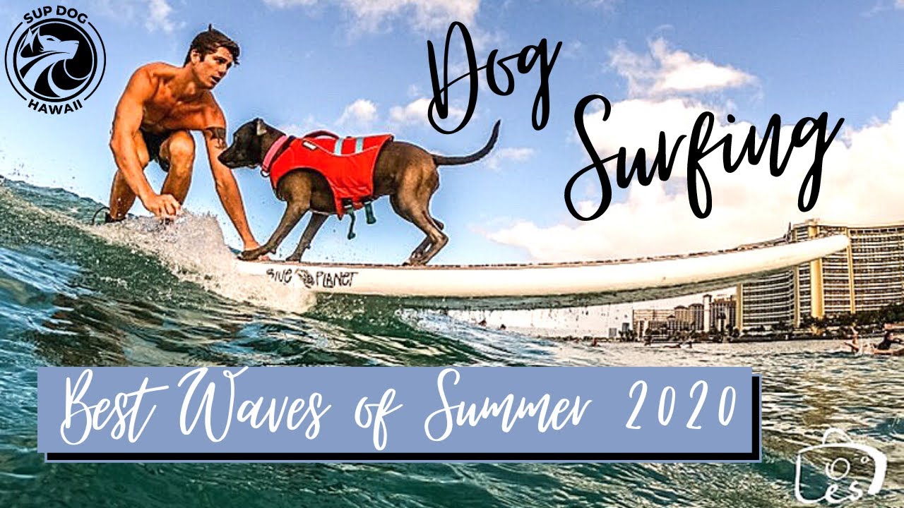 Dog Surfing Video made Headline News in Hawaii - Waikiki K9 Surf