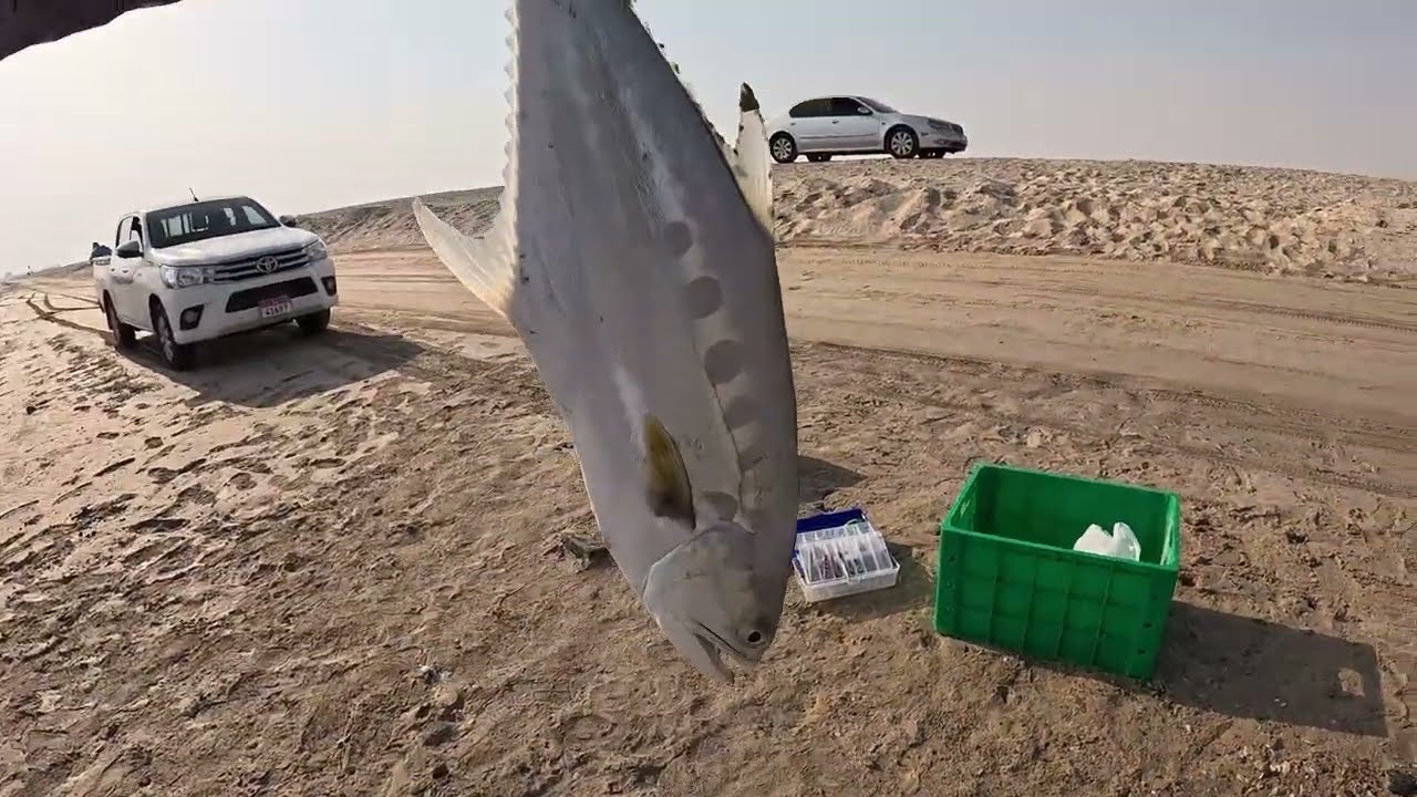 Catching big fishes on sunny day|fishing sandy beach Abu Dhabi