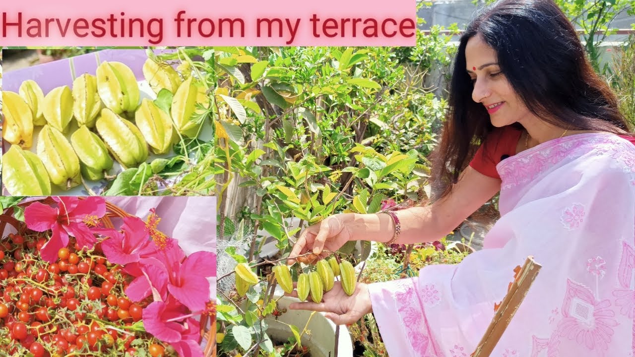 Terrace garden harvesting  |  Rashmi's world - Create to Decorate | Organic fruit and vegetables