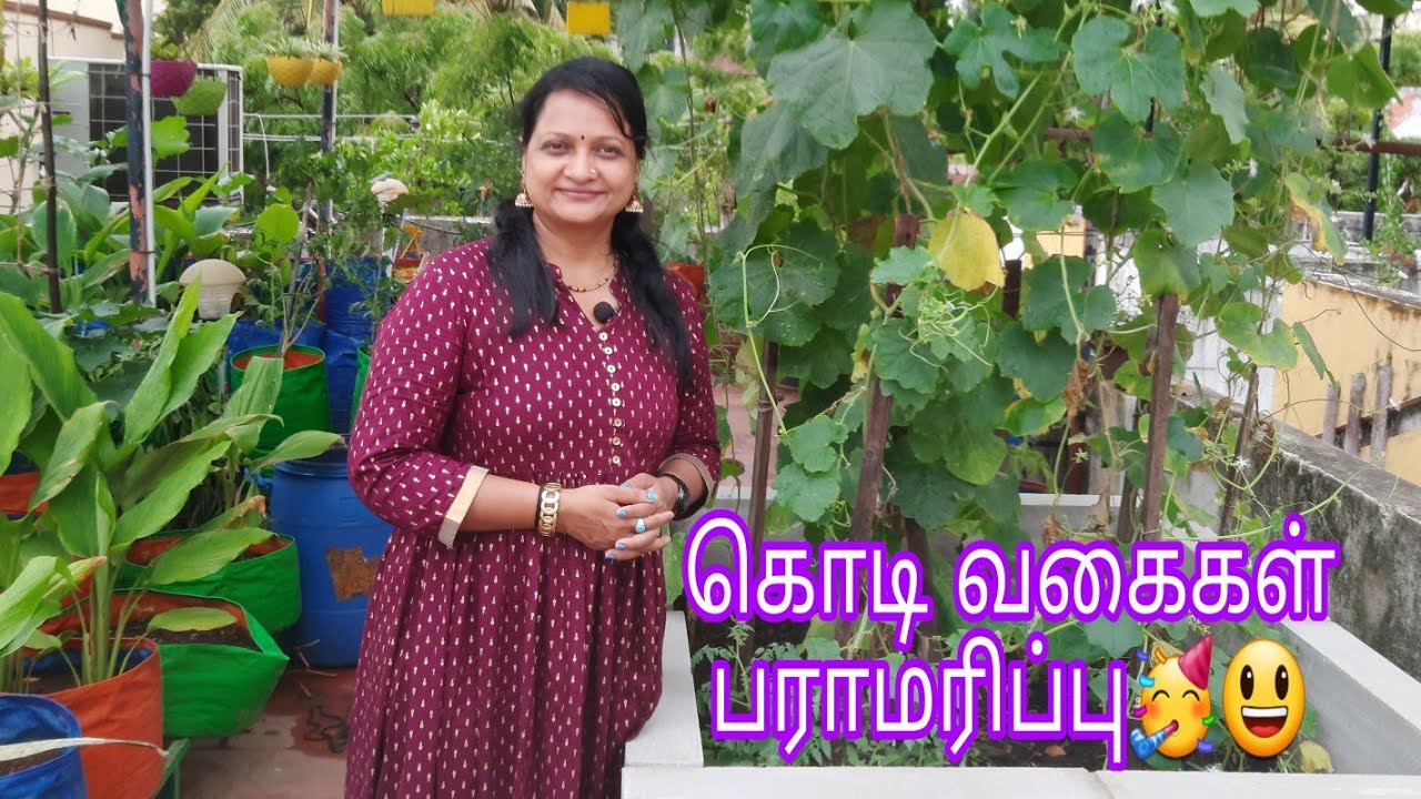 கொடி வகைகள் பராமரிப்பு/மாடி தோட்டம்/ How to care creepers/climbers in terrace garden.