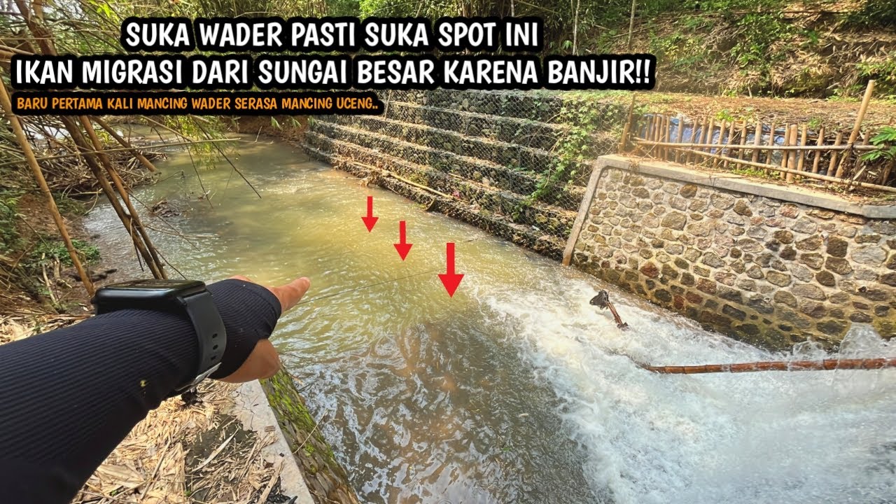 PEMANCING WADER PASTI SUKA SPOT INI!! Mancing wader dan belanak teknik kumbul di air keruh