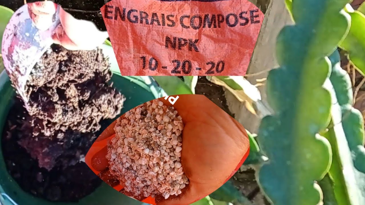 طريقة تسميد أشجار التنين دراجون فروت dragon fruit تجريبة ناجحة %/100