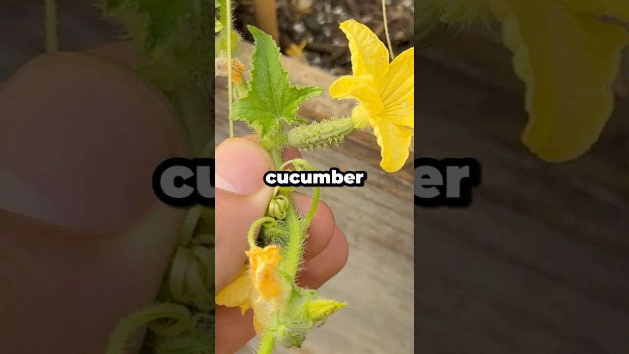 How Do You Tell Male vs Female Cucumber Flowers? #shorts