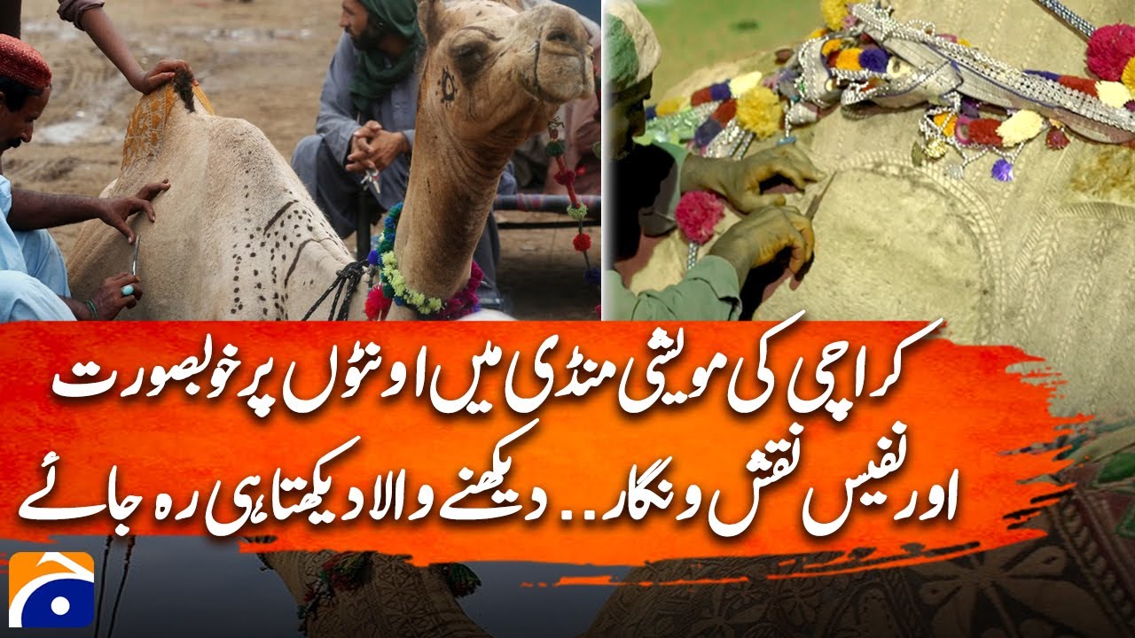 Cattle Market Karachi 2025: Beautiful designs are being painted on camels |  