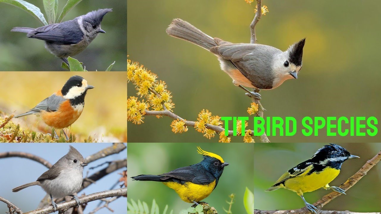 All Tit Bird species / complete list of Tit Birds species / Types of tit birds
