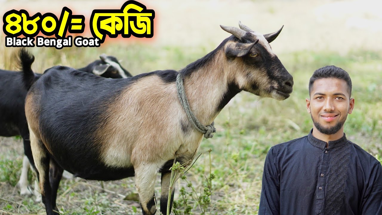 ৪৮০ টাকা কেজি দরে Black Bengal Goat গাভীন ছাগল ও পাঠা কিনুন পাবনার শাকিল ভাই এর কাছে। Goat