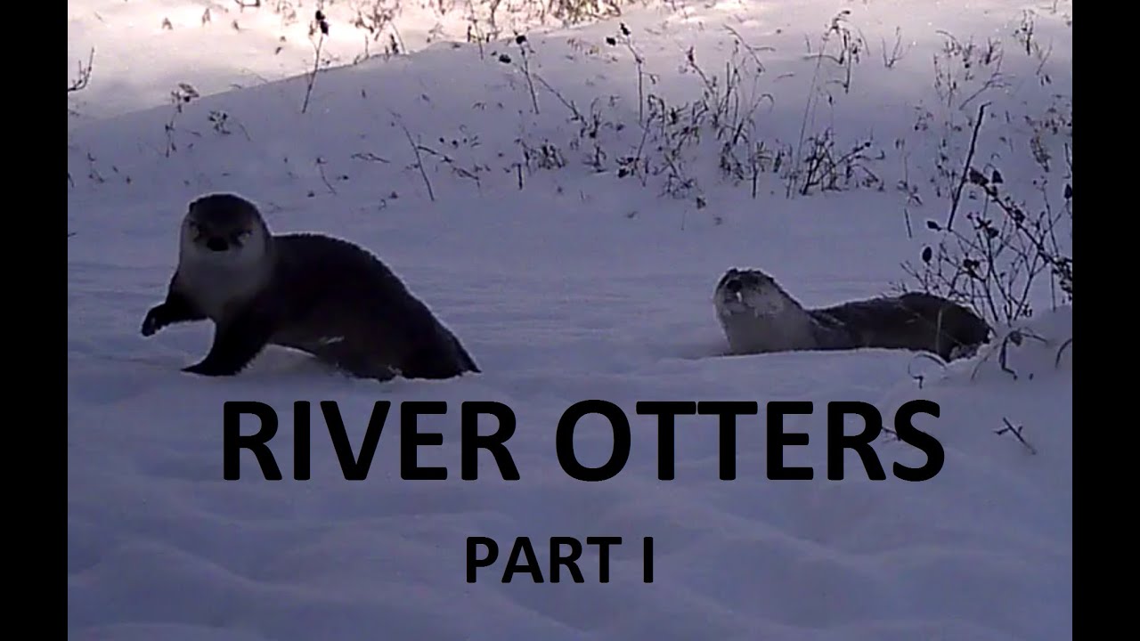 River Otters Play a Dangerous Game at the Ice Hole