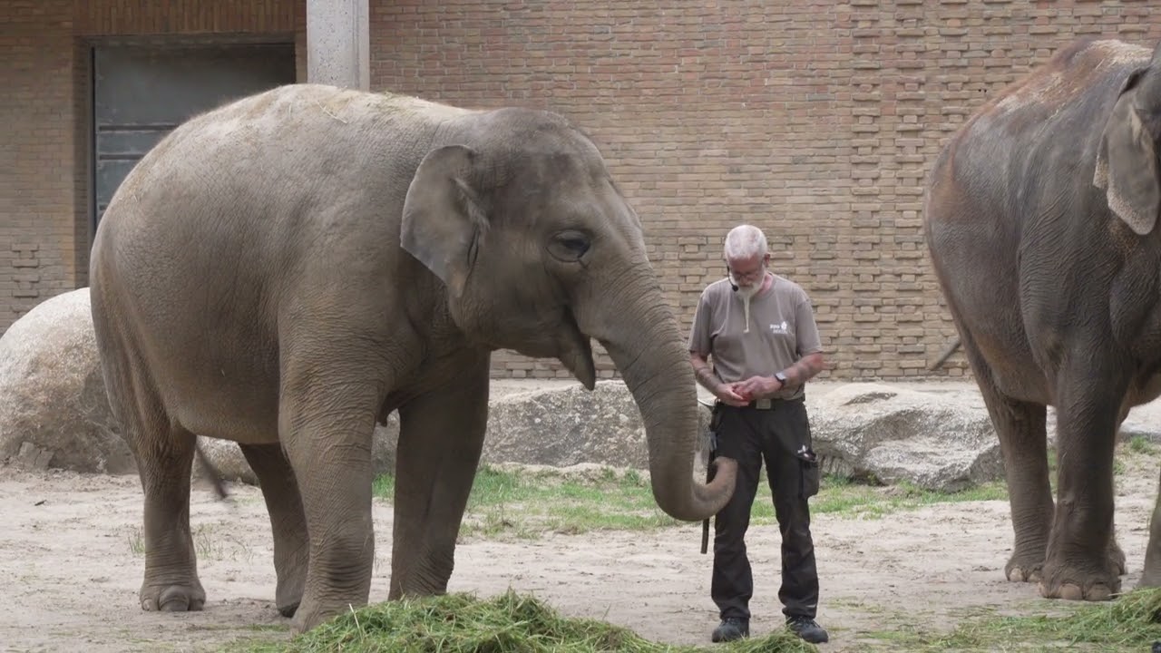elephant video,Elefant Video,Zoo Berlin 4k,Victor Elephant,raw cut,