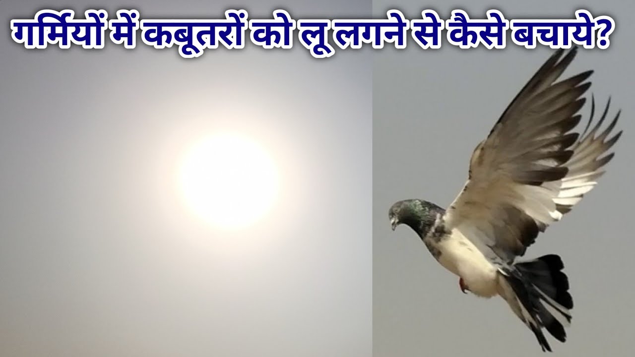 Pigeon's care in summer | गर्मियों में कबूतरों की देखभाल करने का तरीका