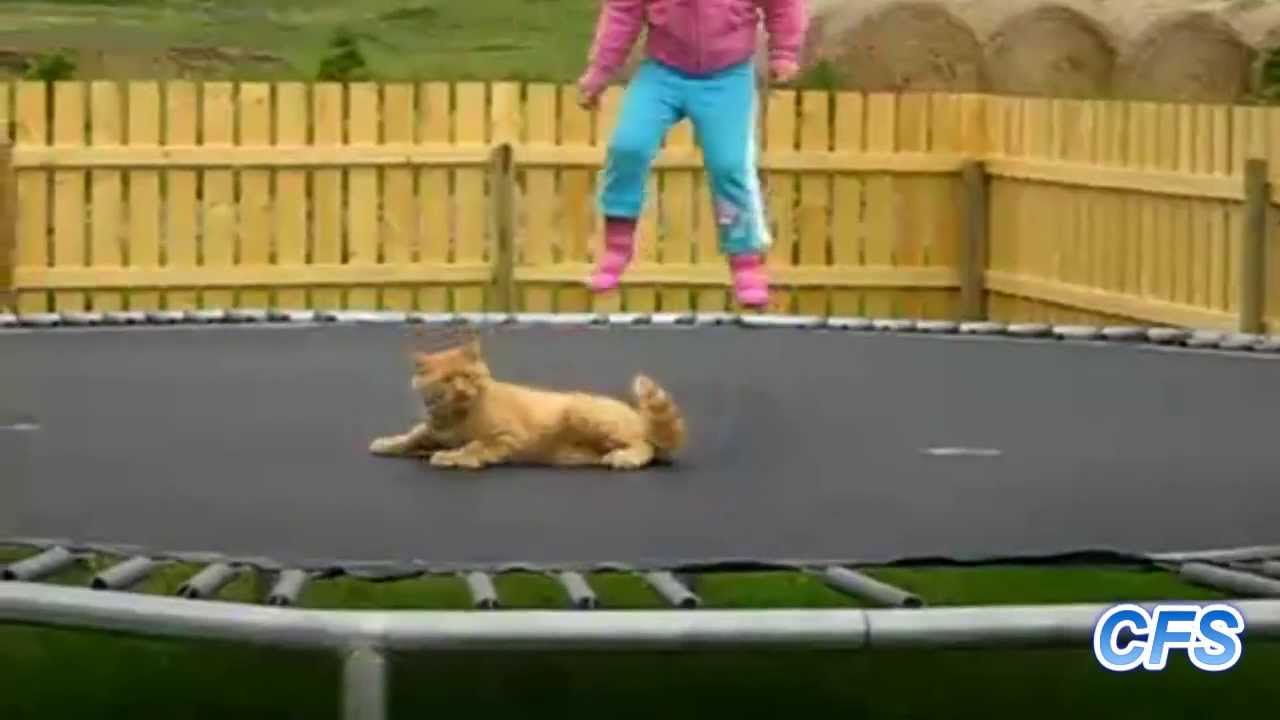 Funny Animals on Trampolines