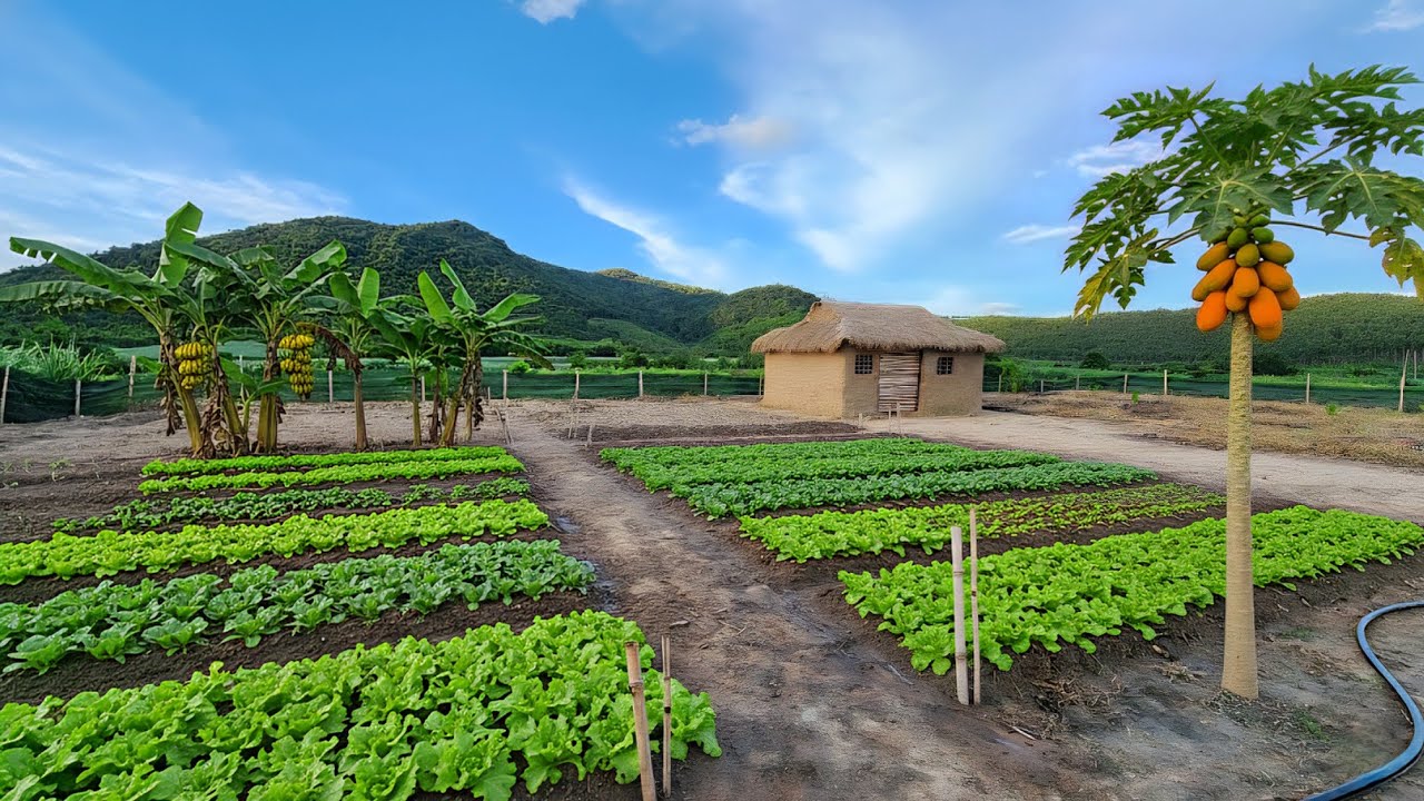 Life countryside : Rebuilding the garden to grow better after the storm season