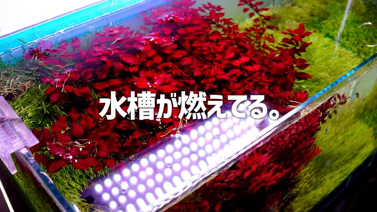 燃え盛る60㎝レイアウト水槽の行く末。＃422【アクアリウム】