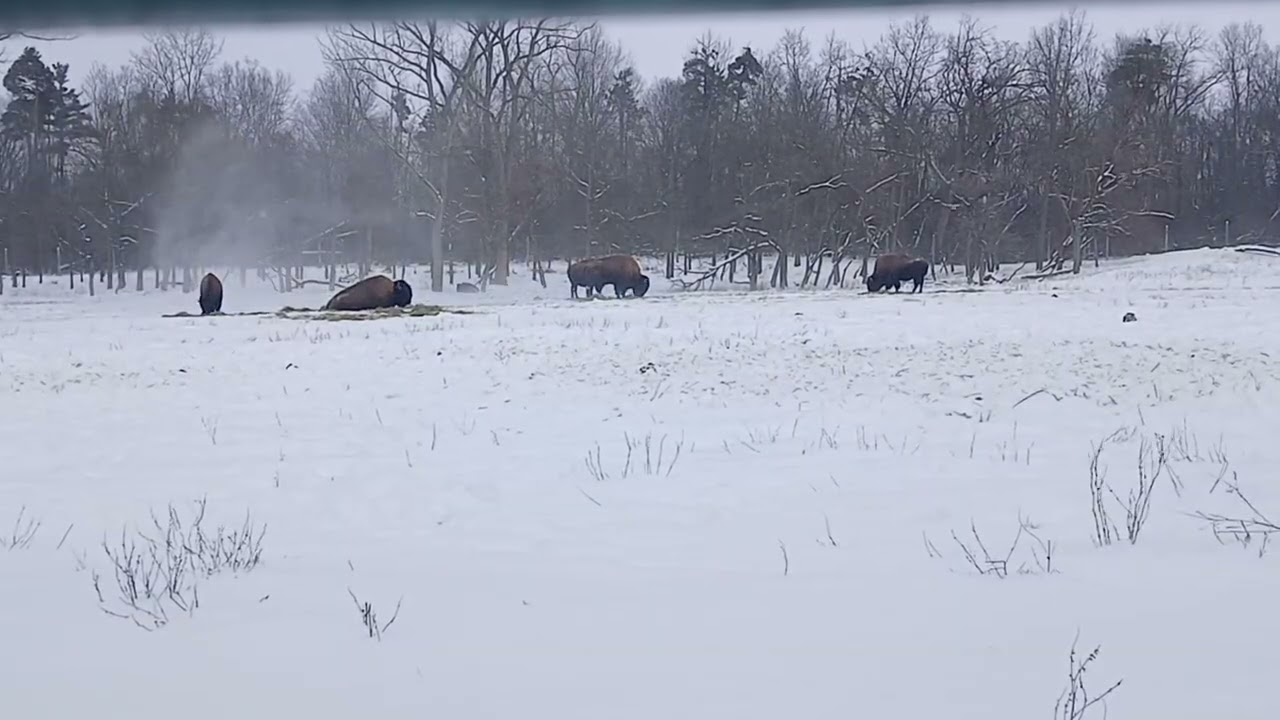 Extreme Winter Bison.                     #oldschoolalaska #bison #buffalo 