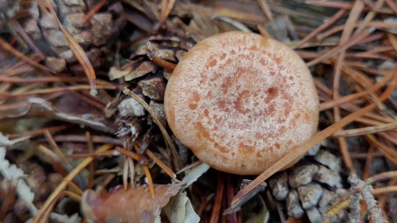 Diferencias entre el falso n&iacute;scalo y el verdadero. Lactarius deliciosos vs Lactarius chrysorrheus