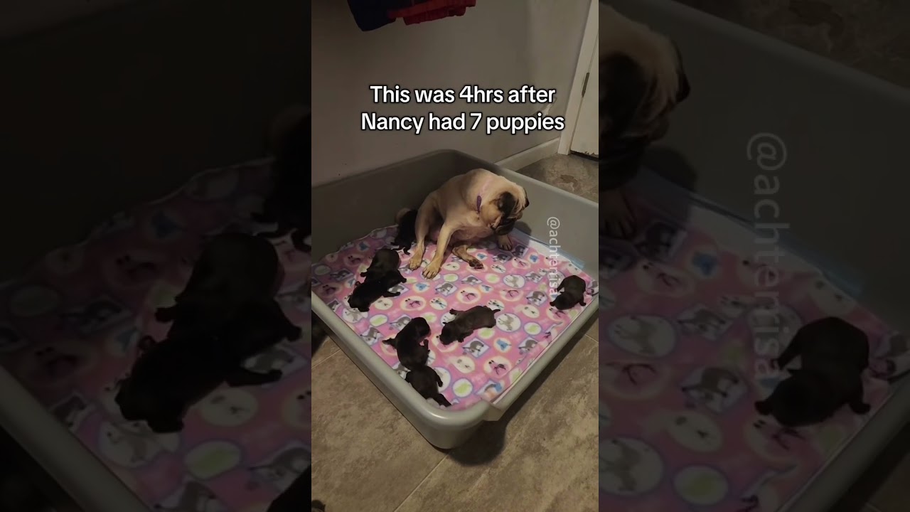 When dogs have children #funny #dog #pets #funnypet